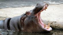 Komoly meglepetést okozott az oszakai állatkert vízilova